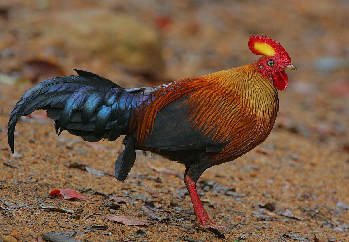 National Bird: Sri Lanka Junglefowl