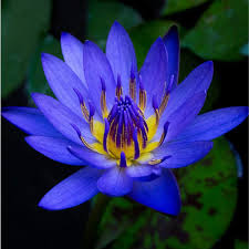 National Flower: Nil Manel (Blue Water Lily)