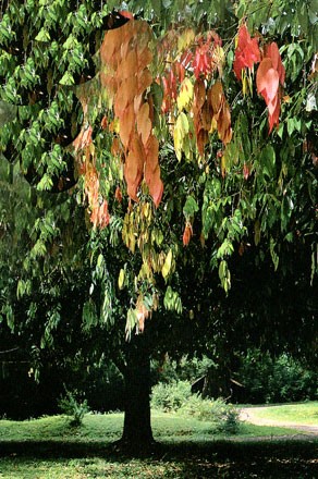 National Tree: Na Tree