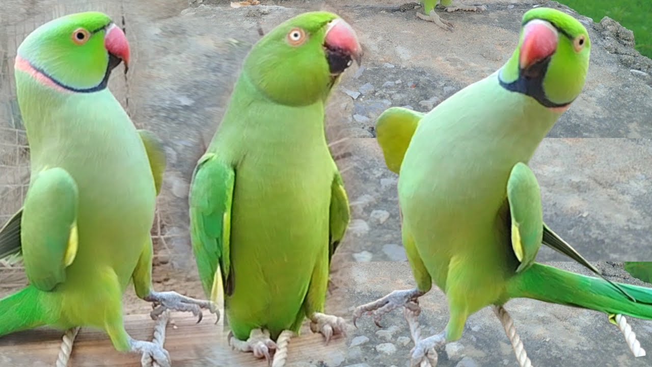 Parakeet