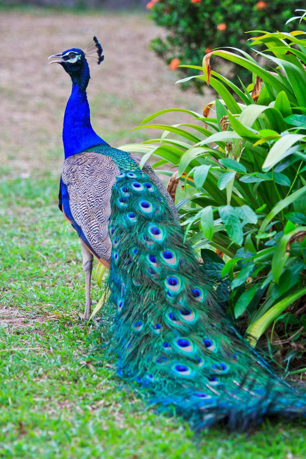 Peacock