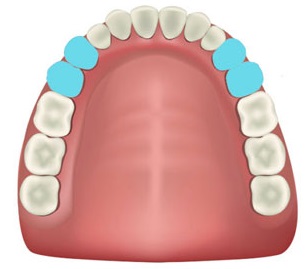A picture of a premolar tooth with ridges for crushing